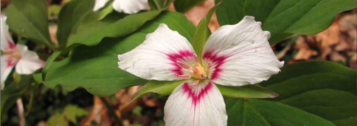 Trillium in the spring