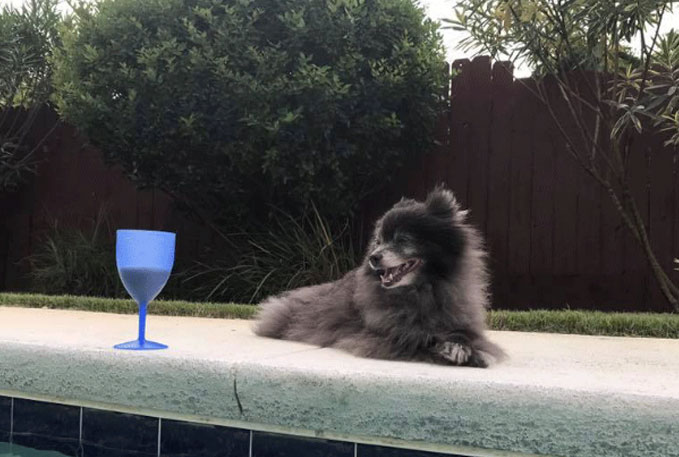 Little Bear is our 4 legged boss.