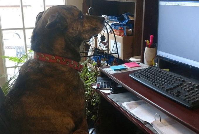 Maggie is our 4 legged office manager.