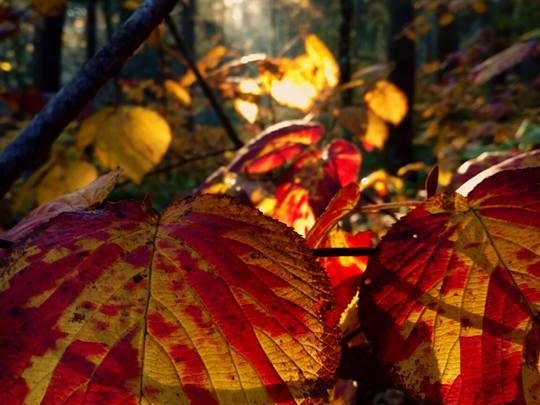 Dappled Sunshine on Fall Leaves. Smoky Mountain Retreat