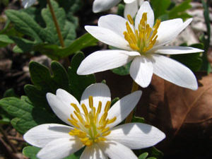 Wildflower pilgrimage view of Bloodroot