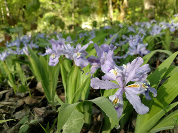 Plan your trip to catch wildflowers!