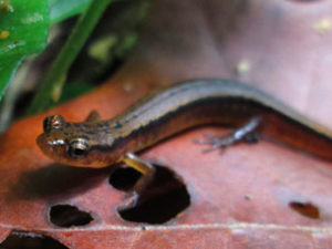 salamander on a Fall leaf