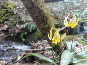 Trout Lily next to a Stream