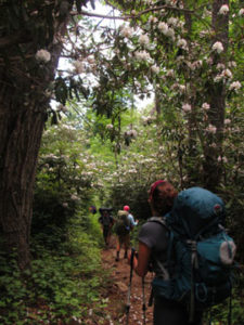 A group of ladies gazing at rhododendron blooms while on a guided backpacking trip in the Smoky Mountains with A Walk in the Woods.