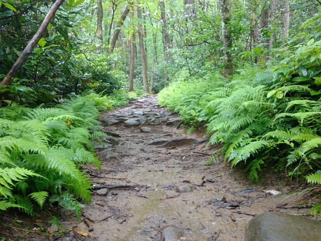 We know all of the best places to go! Like fern covered trails!