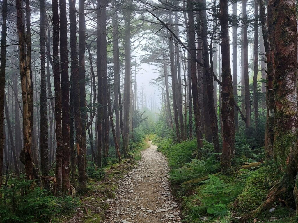 Contact us to see lush forests in the foggy mist!