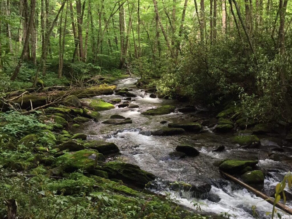 Little River surrounded by a sea of green vegetation.