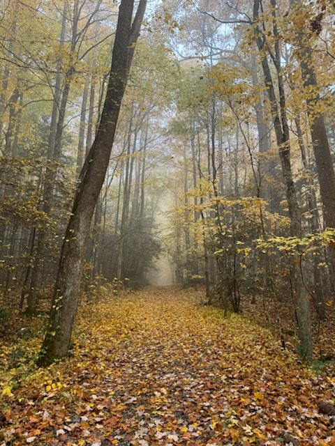 Foggy fall trail.