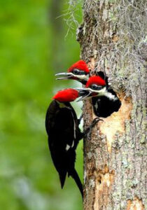 A family of Woodpeckers. One parent feeding two young.