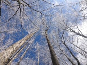 View of a frozen, icy tree canopy.