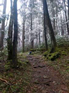 Picture of Winter and Spring meeting in the middle. Green, mossy forest on the bottom half of the photo meets snowy trees for the top half of the photo.