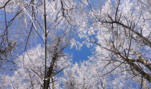 Icy canopy of trees