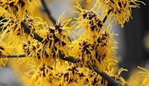 Photo of winter blooming witch hazel