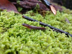 The Smokies are the salamander capitol of the world!