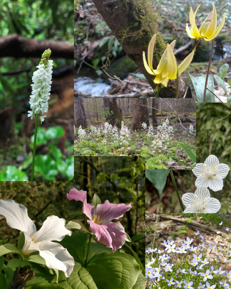 March in the Smokies: A Spring wildflower collage