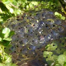 Frog Eggs - First signs of Spring