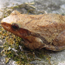 Spring Peeper - First signs of Spring