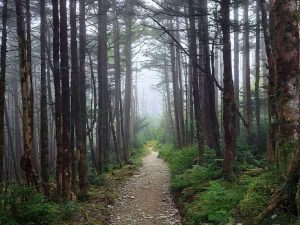 Contact us to see lush forests in the foggy mist!