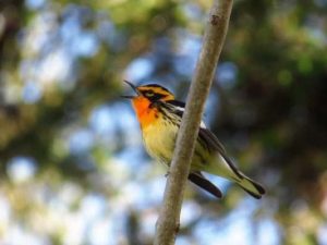 Blackburnian Warbler singing Keith Watson
