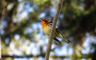 Blackburnian Warbler singing Keith Watson