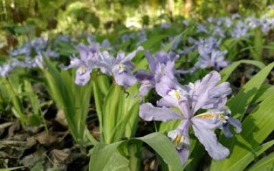 Plan your trip to catch wildflowers!