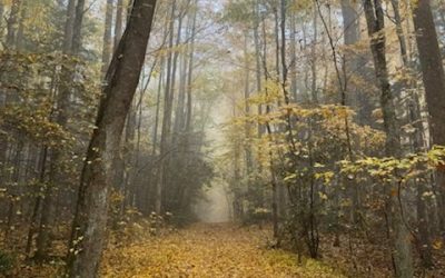 Foggy fall trail.