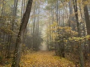 Foggy fall trail.