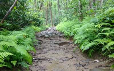 We know all of the best places to go! Like fern covered trails!