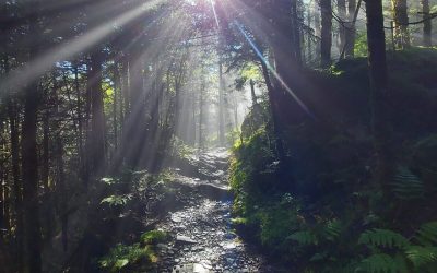 Rocky trail being hit with morning sun rays.