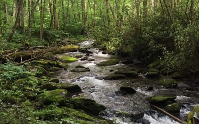 Little River surrounded by a sea of green vegetation.