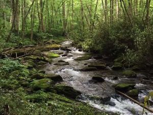 Little River surrounded by a sea of green vegetation.