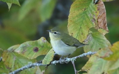 Tennessee Warbler perched on a tree limb Keith Watson