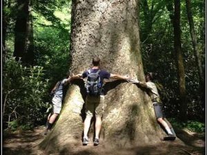 multiple people banned together to hug one large tree