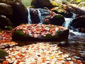 Fall leaves float in a mountain stream on this guided half day hike with A Walk in the Woods.