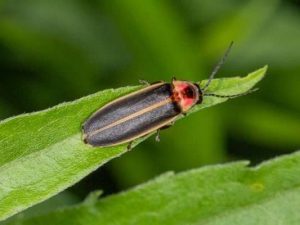firefly on a leaf