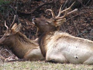 elk
