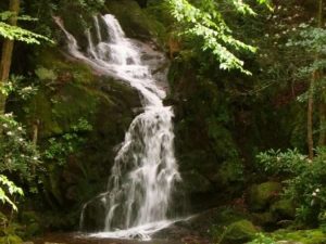 Waterfall surrounded by vivid green vegetation.