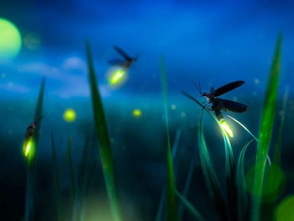 fireflies on blades of grass