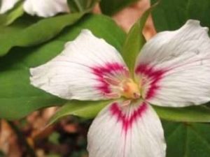 Trillium in the spring